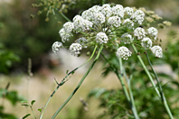 Laserpitium latifolium